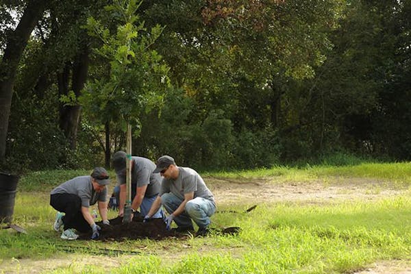 Jiffy Lube Employees Planting Trees
