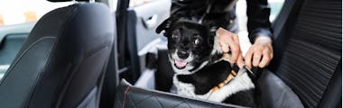 Woman fastening small black dog into a pet harness in the backseat of a car